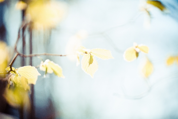 Tree branch blossom plant Photo