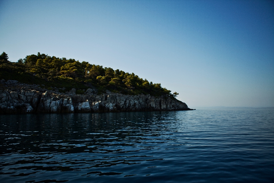 Sea coast tree water