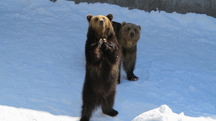 Snow bear wildlife mammal Photo