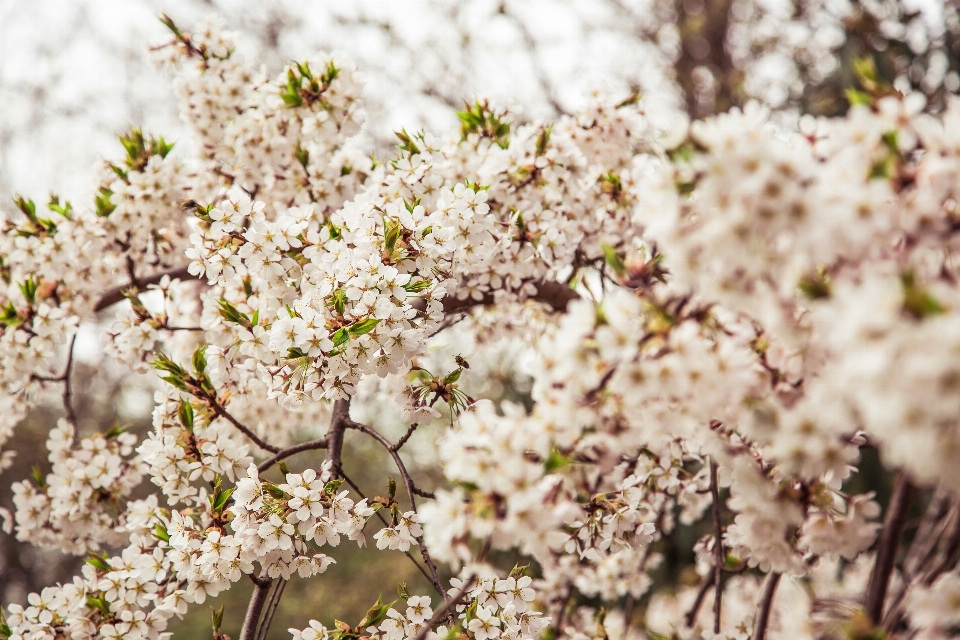 Baum natur zweig blüte