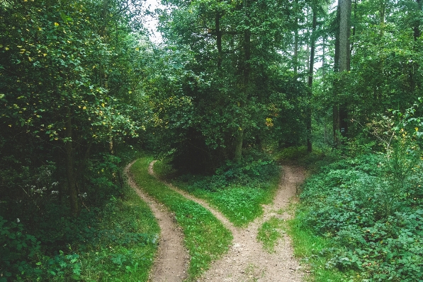 Ağaç doğa orman yol Fotoğraf