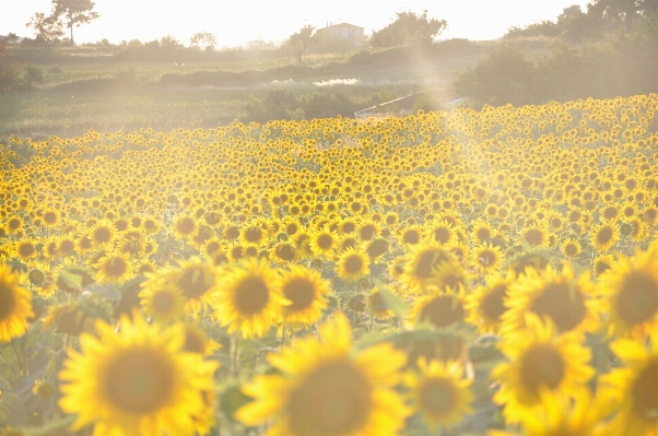 Foto Plantar sol campo luz solar