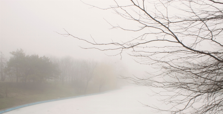 Photo Arbre bifurquer neige hiver