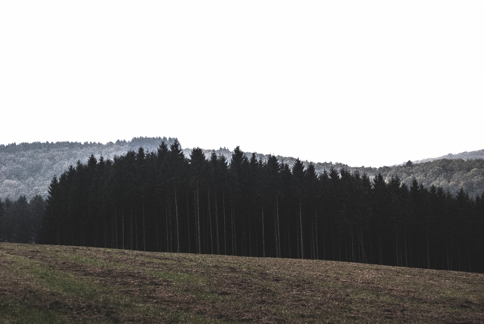 Tree forest grass mountain