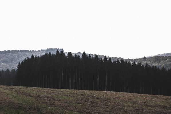 Tree forest grass mountain Photo