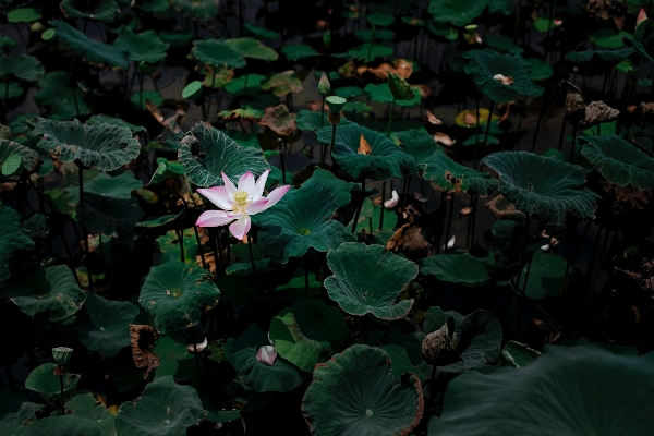 自然 森 植物 葉 写真