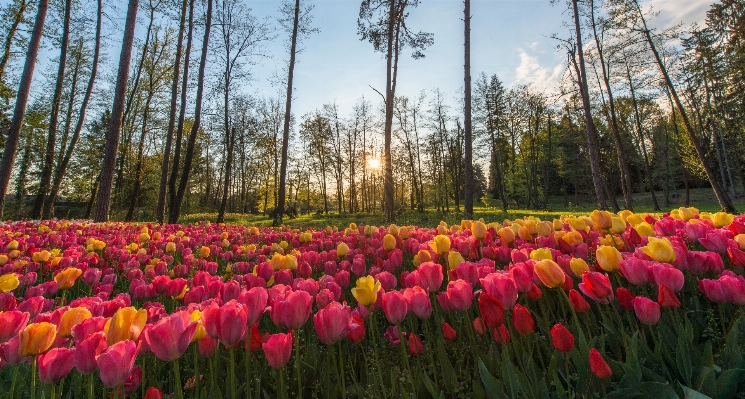 Plant field flower tulip Photo