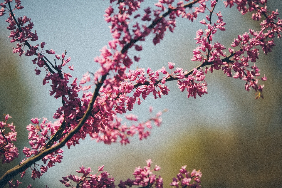 Albero natura ramo fiore