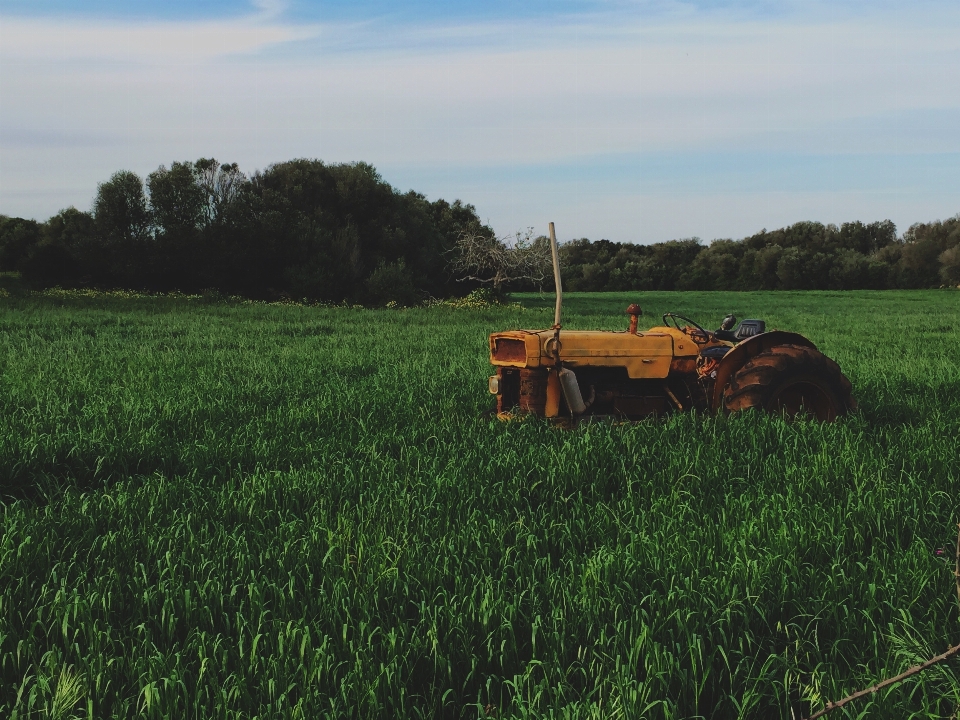 Herbe usine tracteur champ