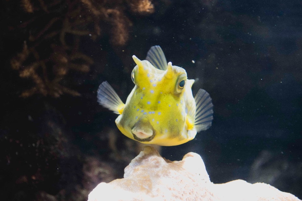 Bawah air biologi kuning ikan