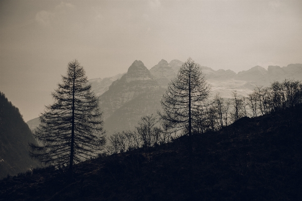 風景 木 自然 森 写真