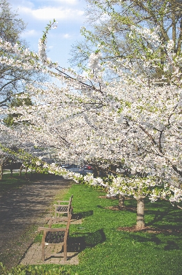 Foto Albero sentiero ramo fiore