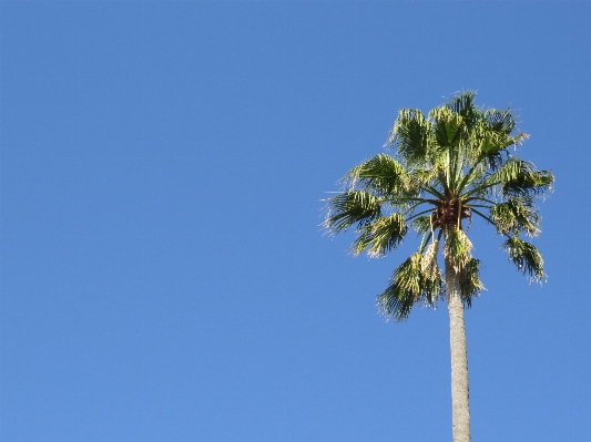 Tree branch plant sky Photo