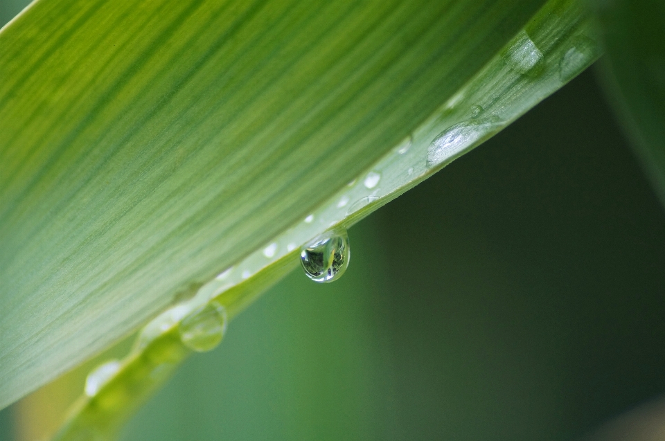 Water nature grass drop