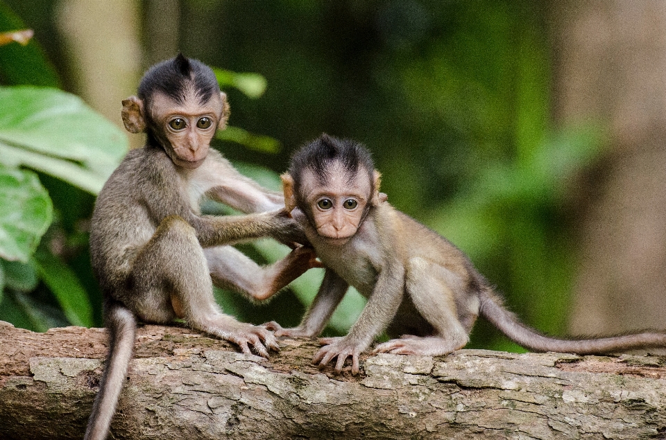 árbol hoja fauna silvestre mamífero