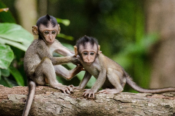 Tree leaf wildlife mammal Photo