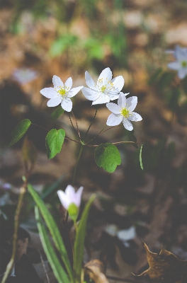 Nature blossom plant sunlight Photo