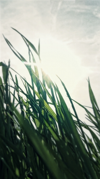 Nature grass branch plant