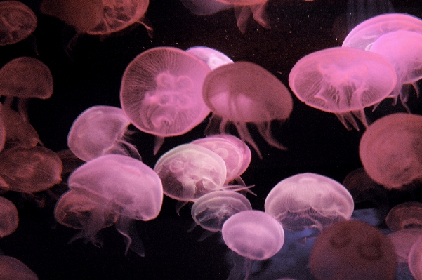 Petal biology jellyfish pink Photo