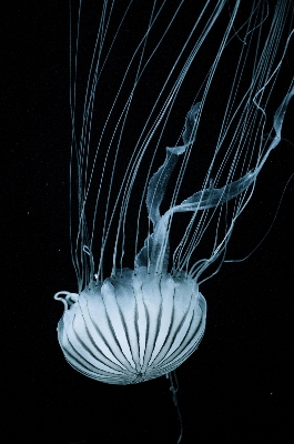 Photo Aile sous-marin la biologie méduse