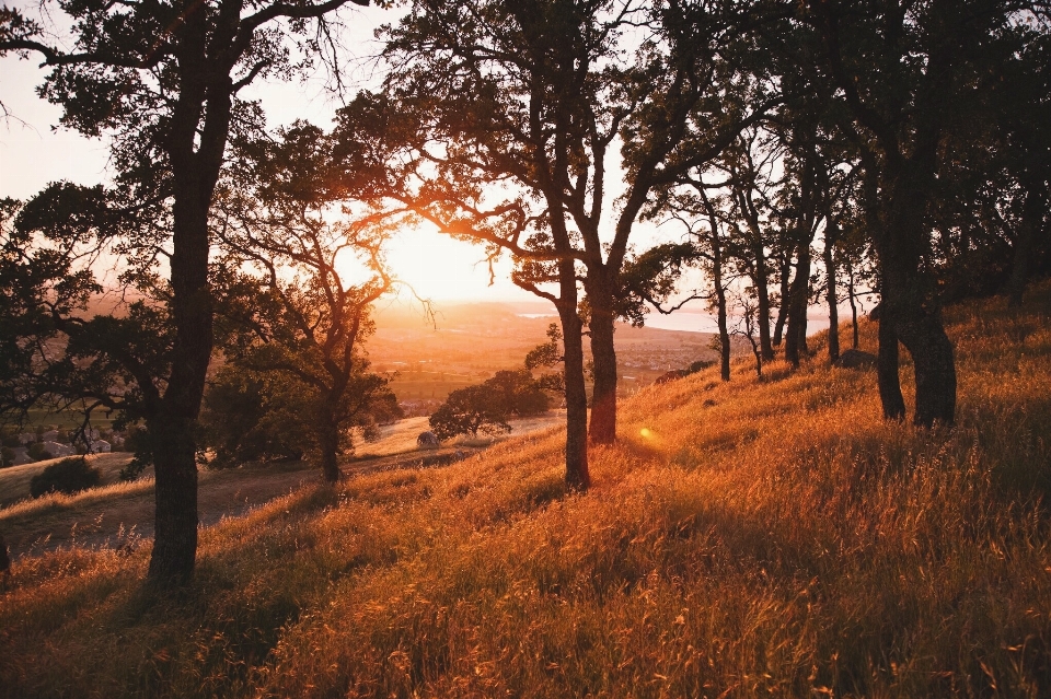 Landschaft baum natur wald