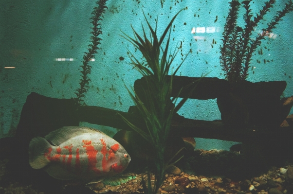 Ocean underwater reflection biology Photo