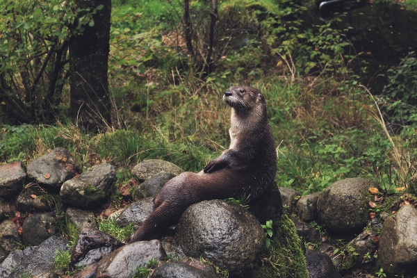 自然 森 rock 動物 写真