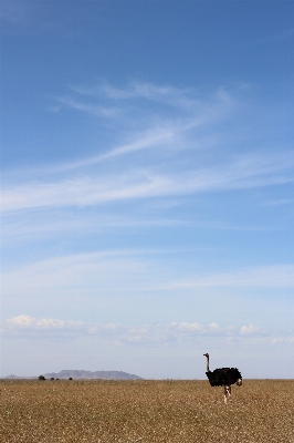 Landscape nature grass horizon Photo