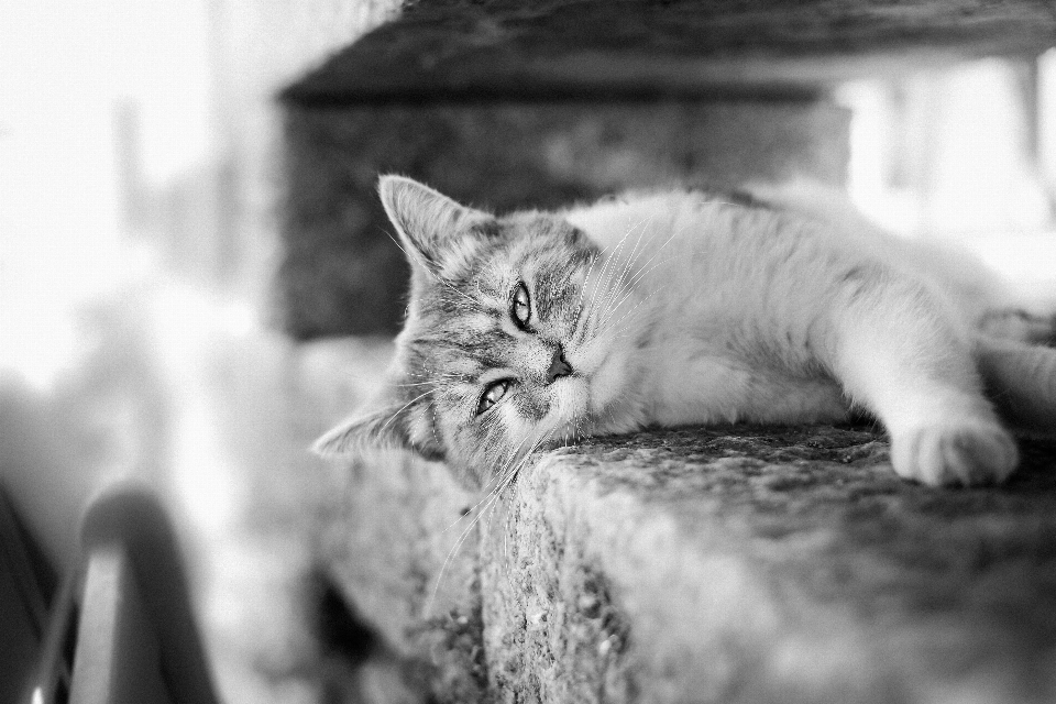 Preto e branco
 branco gatinho gato