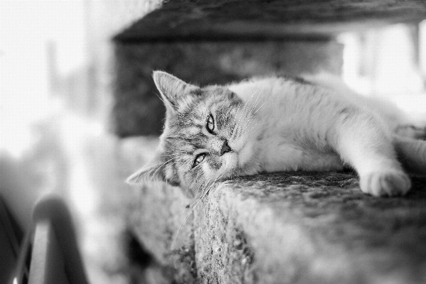 Photo Noir et blanc
 blanc chaton chat