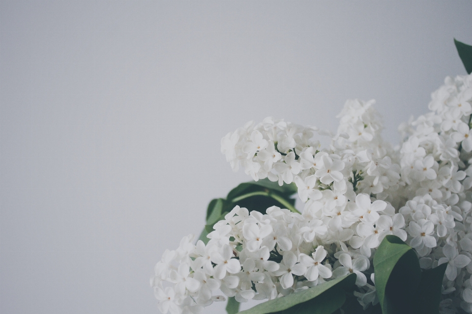 Branch blossom plant white