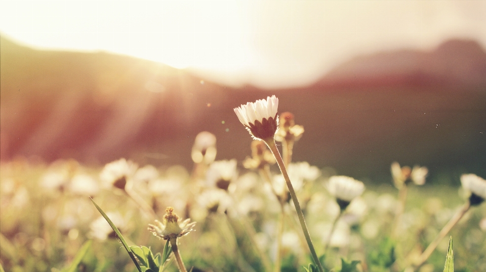 Nature grass blossom light