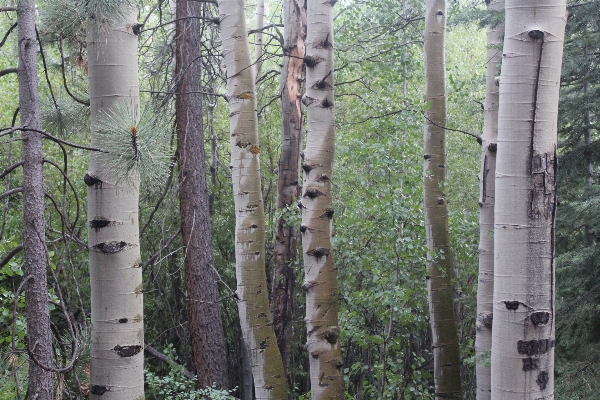 Tree forest branch plant Photo