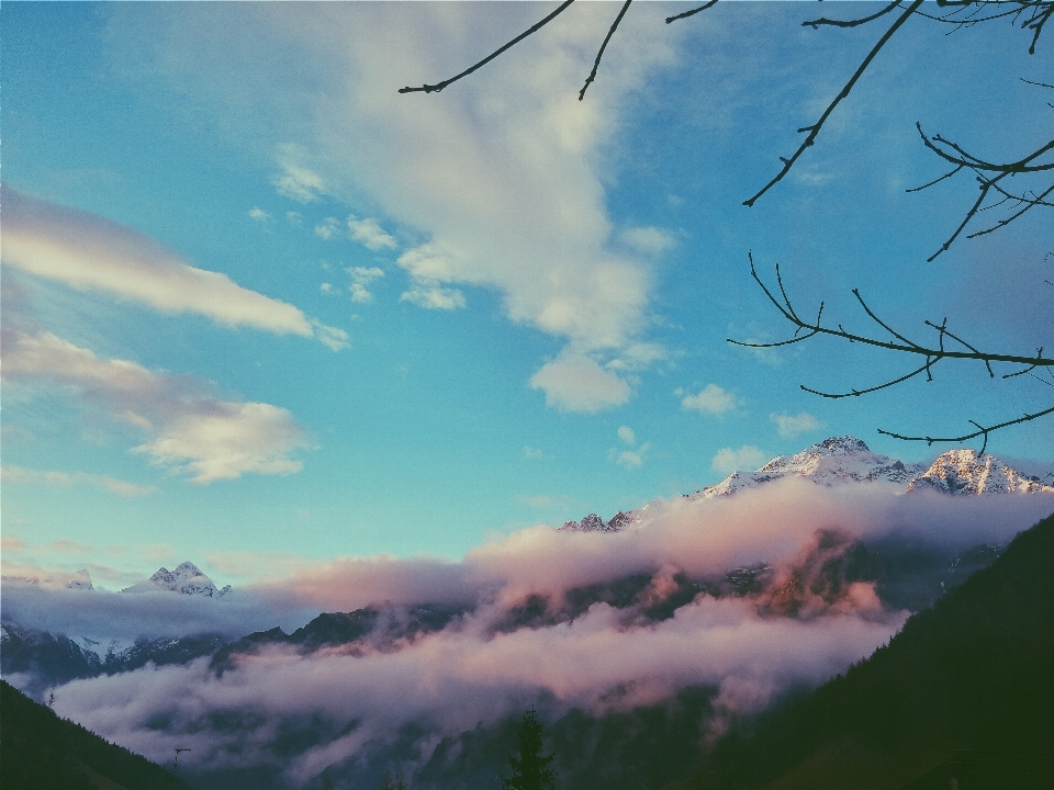 Pohon alam cabang gunung