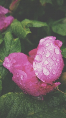 Blossom plant leaf flower Photo