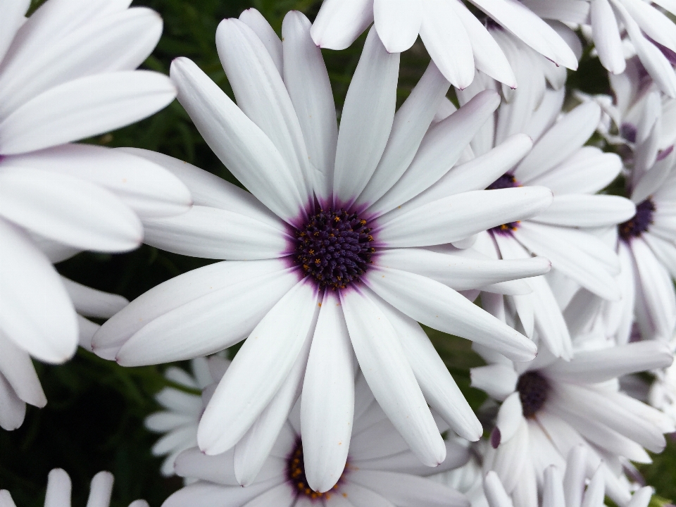 Blüte anlage weiss blume