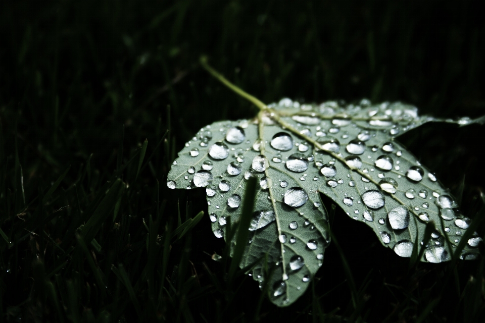 Water nature grass branch