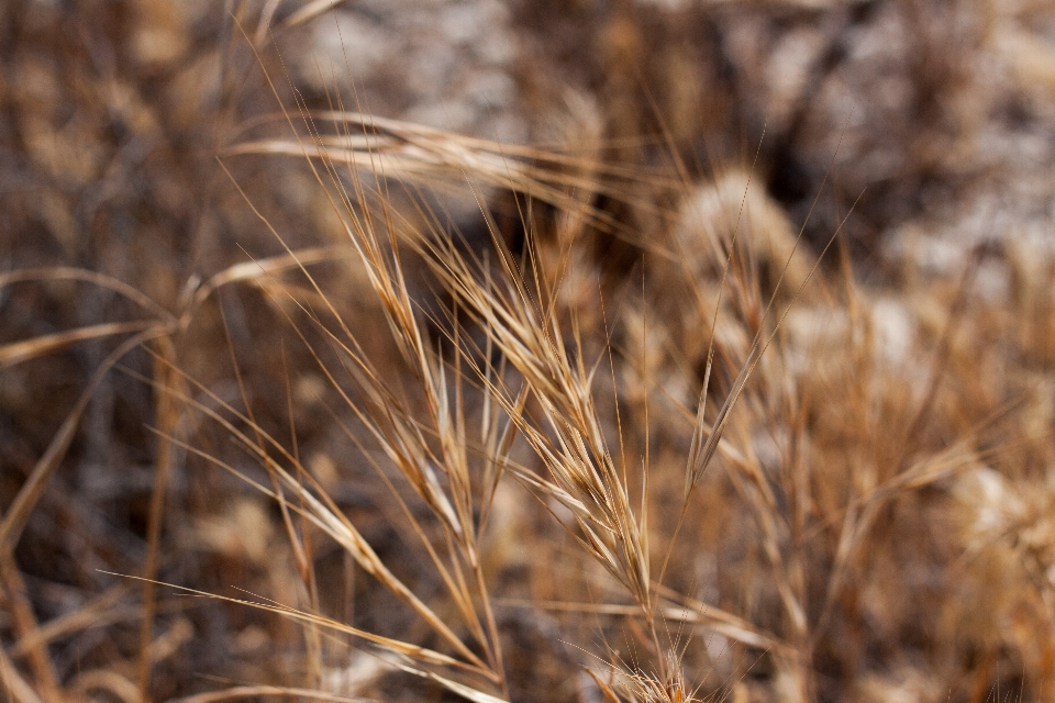 Grass plant field barley