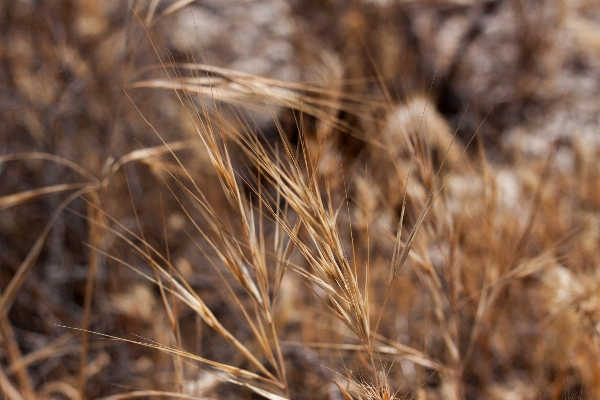 Grass plant field barley Photo