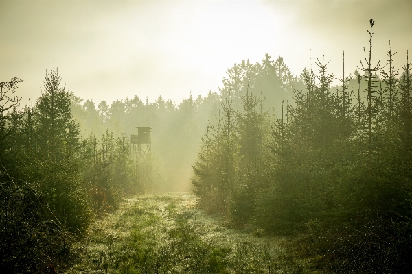 Tree nature forest grass Photo