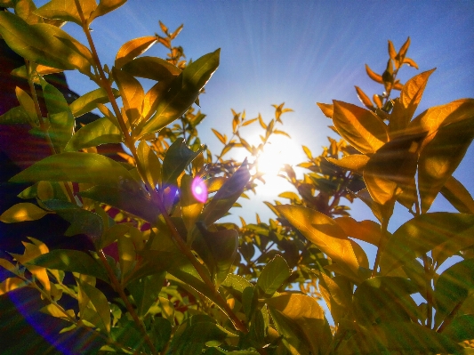 Tree nature branch plant Photo