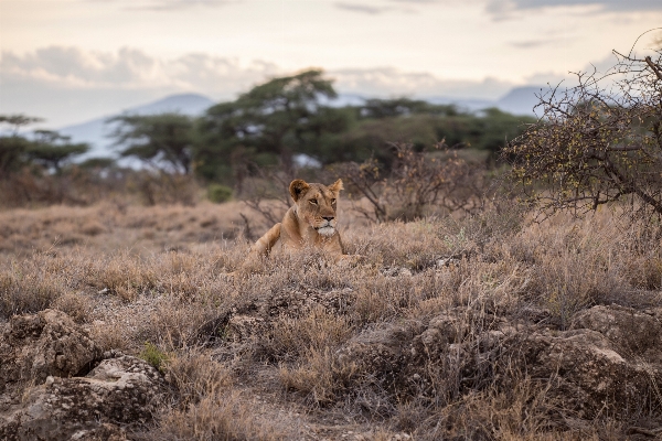 Landscape wilderness adventure animal Photo