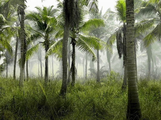 Tree forest grass plant Photo