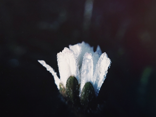 Nature dew light plant Photo