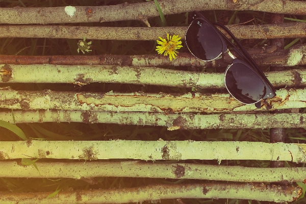 Nature branch wood dandelion Photo