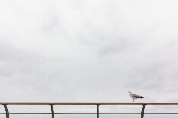 Foto Burung sayap awan langit