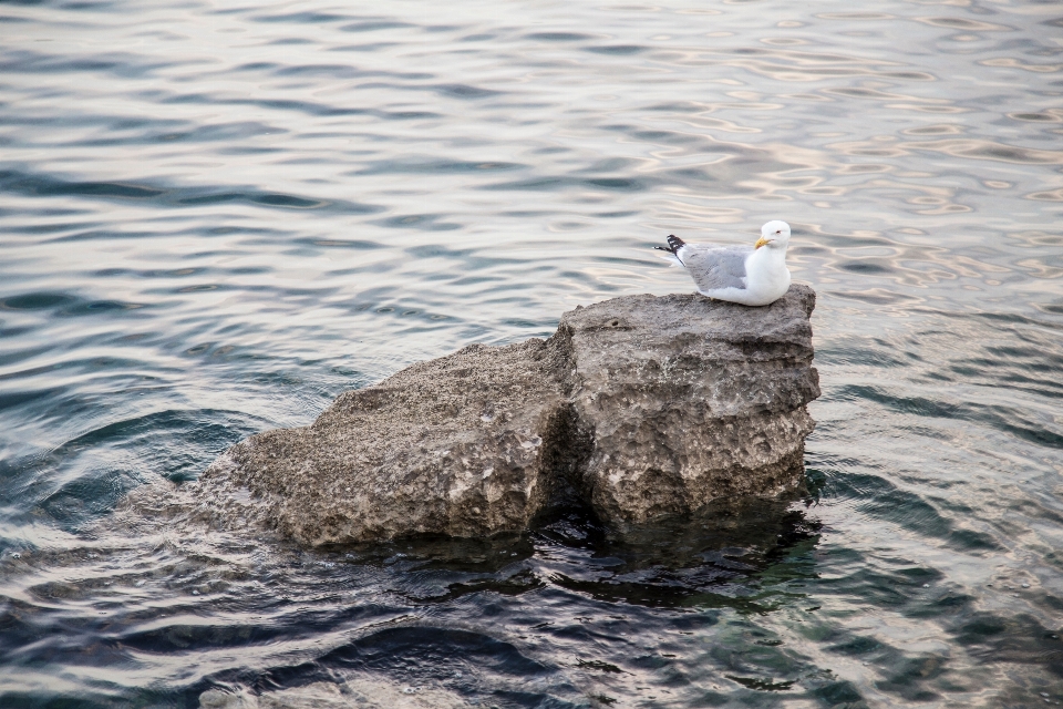 море побережье вода rock