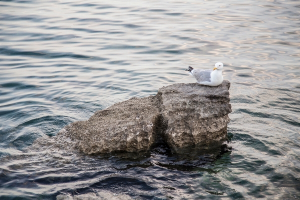 海 海岸 水 rock 写真