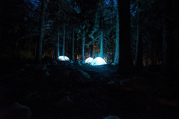 Tree forest snow light Photo