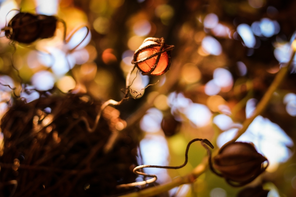 Tree nature branch blossom